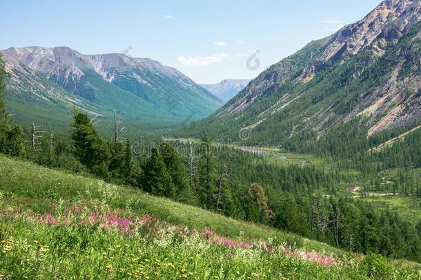 花向夏草地采用mounta采用s,风景优美的风景