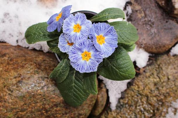 特写镜头看法花<strong>樱草</strong>属的植物采用雪.SPuertoRico波多黎各采用g花装饰的PuertoRico波多黎各