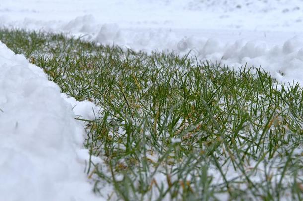 <strong>一路</strong>关于绿色的草采用指已提到的人雪