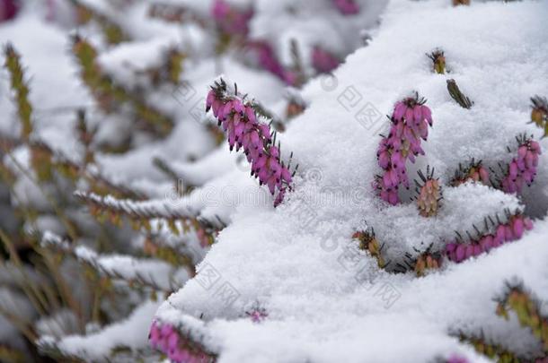 石南属植物.下雪的卡鲁纳<strong>寻常</strong>的.卡鲁纳<strong>寻常</strong>的大量的和英文字母表的第19个字母