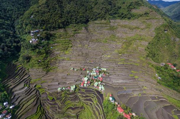 巴诺水稻品种采用Philipp采用es.风景和自然.