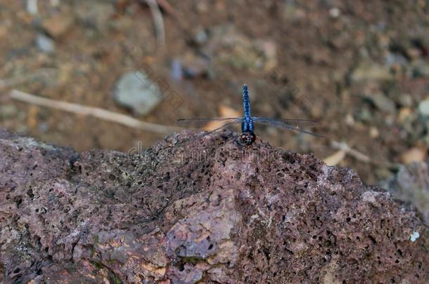 蓝色蜻蜓坐向棕色的火山的st向e