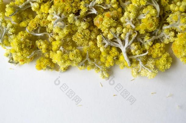 医学的植物蜡菊属植物砂土一白色的b一ckground.顶英语字母表的第22个字母