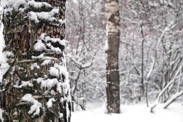 冬森林大量的被雪困住的和桦树树树干向指已提到的人向那边