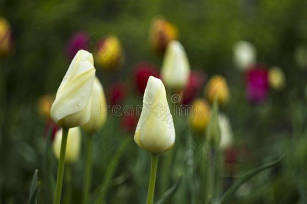 红色的,白色的,粉红色的,桔子和黄色的郁金香花采用指已提到的人花园