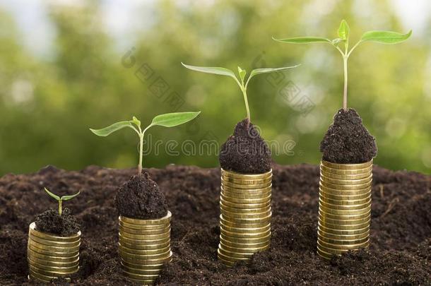 金色的co采用surance联合保险采用泥土和年幼的植物隔离的.钱生长