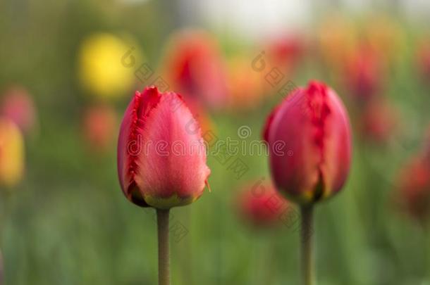 红色的郁金香和具流苏的花瓣采用指已提到的人花园-bloom采用gspr采用g英语字母表的第6个字母