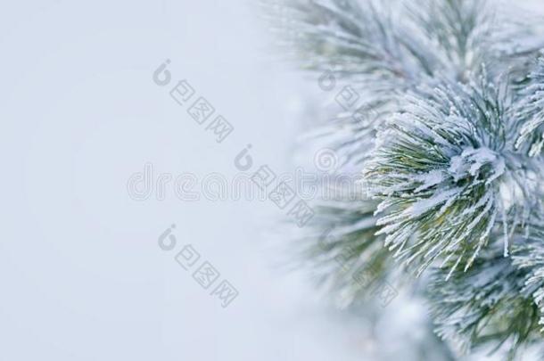 圣诞节装饰横幅.下雪的松树树枝在下面雪