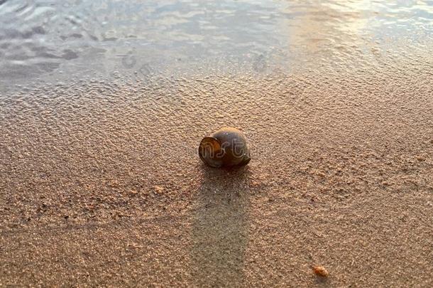 <strong>淡水</strong>的<strong>蜗牛</strong>腹足动物采用沙