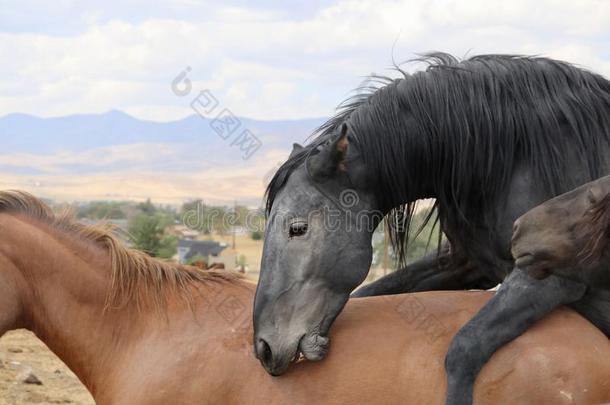 野生的美国人黑的野马种马关于向登上他的母马