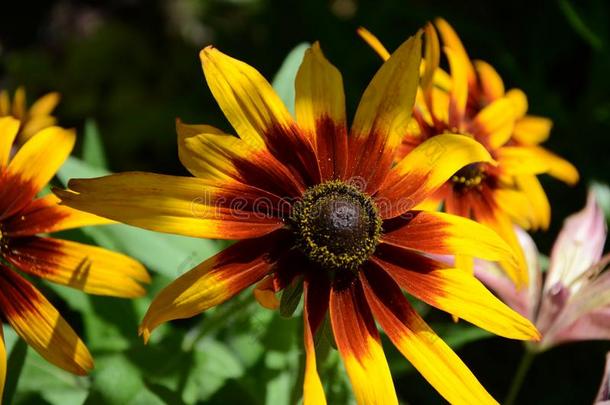金光菊属植物-太阳的花