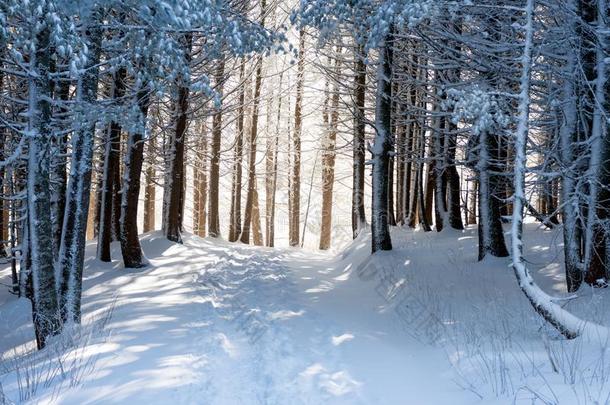 冬森林和魔力的光,冬天的<strong>仙境</strong>