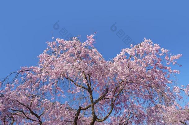 樱花花花园采用京都,黑色亮漆