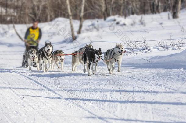传统的堪察加半岛狗雪橇赛跑伊利索夫斯基。冲刺