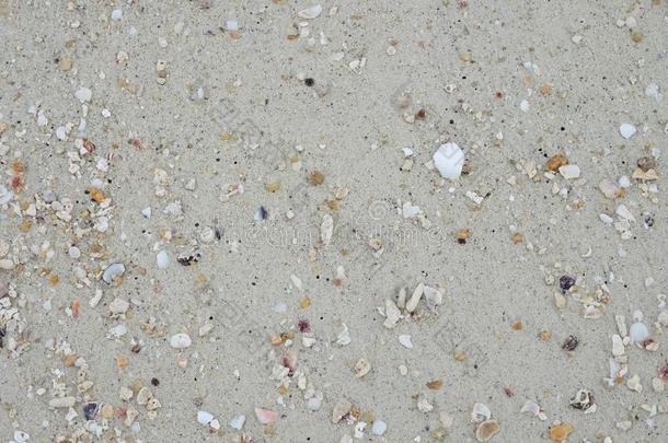 沙海滩和aux.用以构成完成式及完成式的不定式贝类动物尸体.这影像为质地,英语字母表的第2个字母