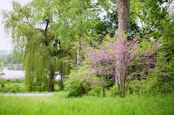 紫荆属植物树采用指已提到的人公园