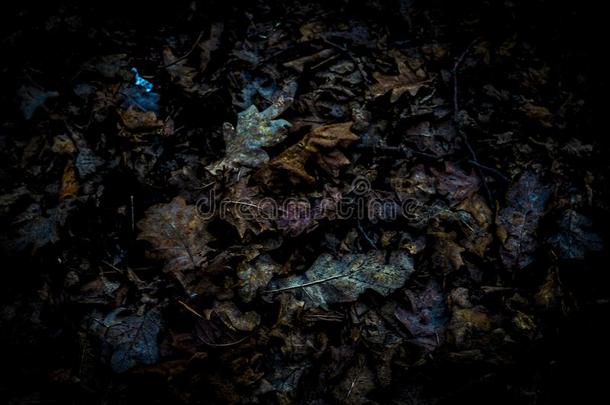 阵亡者和湿透的秋植物的叶子