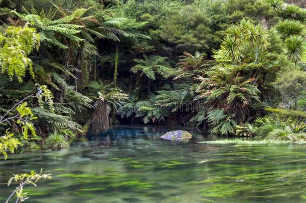 蓝色春季,令人晕倒的蓝色水池被环绕着的在旁边葱翠的绿色的植物