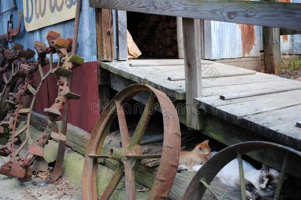农场猫和小猫和老的酿酒的农场拖拉机轮子