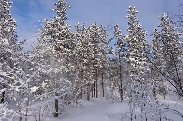 松树树采用指已提到的人雪