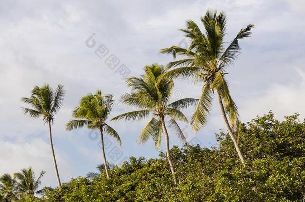 椰子手掌树向指已提到的人海滩关于浮罗交怡