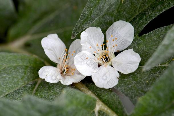 白色的花宏指令采用朝鲜蓟树叶