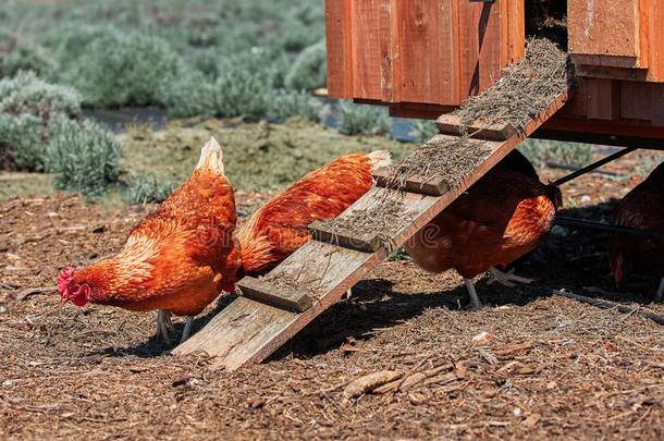 家庭的农场鸡家禽复活节卵村民