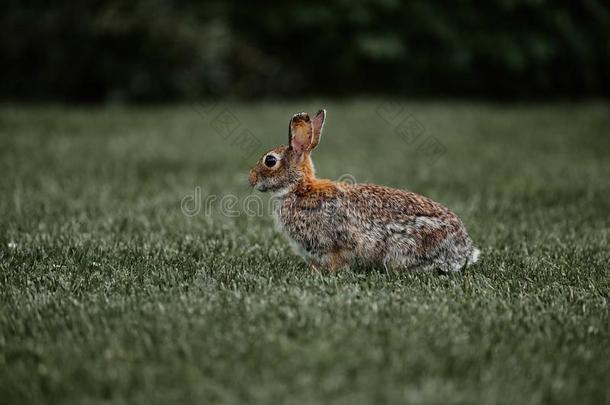 漂亮的毛皮的兔子兔子复活节户外的野生的