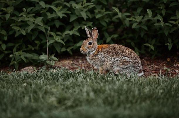漂亮的毛皮的兔子兔子复活节户外的野生的