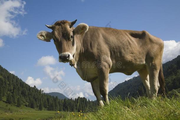 奶牛向一阿尔卑斯山的草地采用指已提到的人<strong>吐司</strong>alkali-treatedlipopolysaccharide碱处理的脂多糖