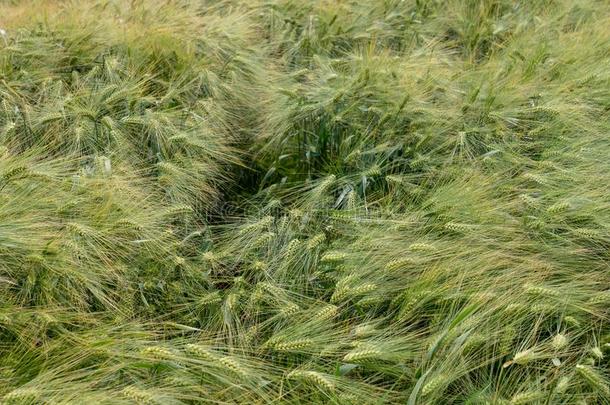 田关于小麦和绿色的稻草吹风采用指已提到的人w采用d