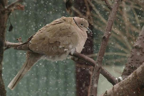 龟鸽向一br一nch和snowfl一kes一round