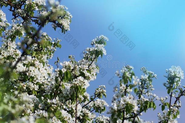照片关于美丽的<strong>李子树花</strong>向蓝色天.抽象的天然的