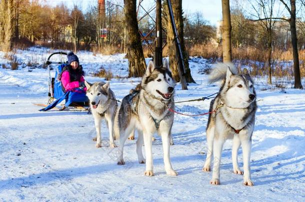 女孩骑马向雪橇拉在旁边狗西伯利亚的爱斯基摩长毛狗