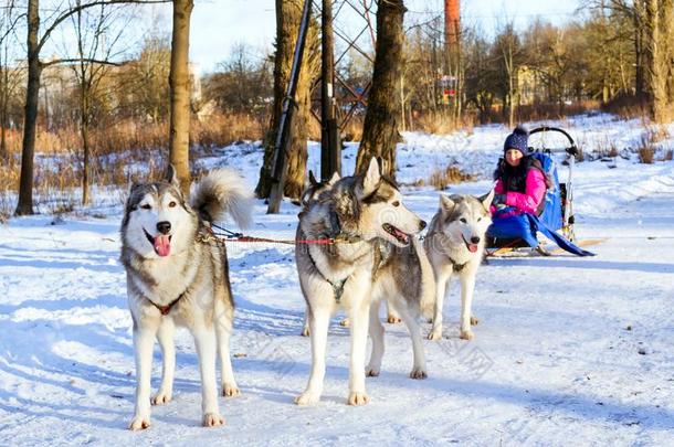 女孩骑马向雪橇拉在旁边狗西伯利亚的爱斯基摩长毛狗
