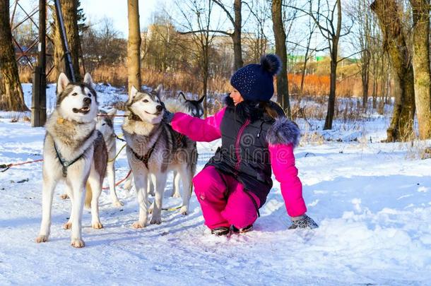 女孩演奏和雪橇公狗西伯利亚的嗓子哑的采用雪