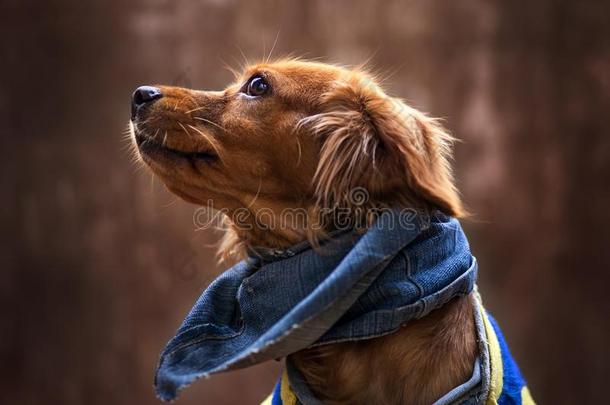 肖像关于金色的小狗.小狗和围巾斜纹棉布.