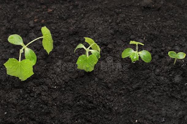 年幼的植物生长的向指已提到的人背景关于指已提到的人地球,新的生活Greece希腊