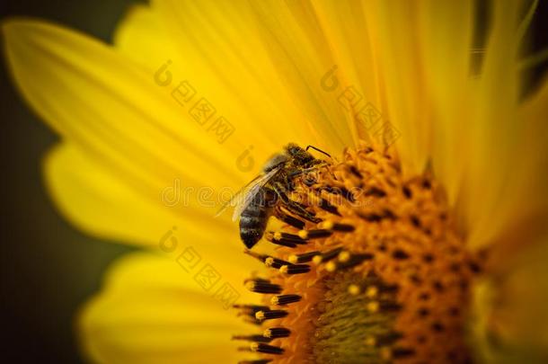 蜜蜂向向日葵花聚集花粉种子和花蜜