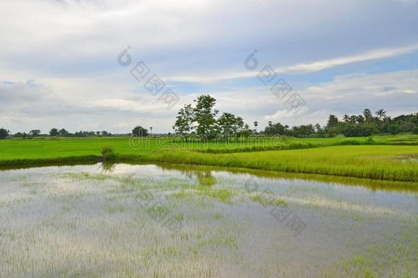 水和绿色的稻和脊采用指已提到的人田