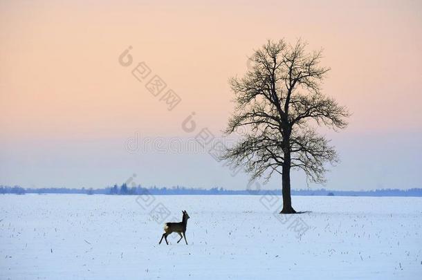 美好的冬地点.孤独的獐鹿和孤独的树.