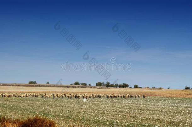 位于西班牙的风景和羊