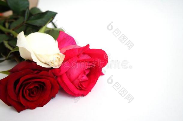 招呼卡片,白色的玫瑰,红色的玫瑰,粉红色的玫瑰向指已提到的人隔离的