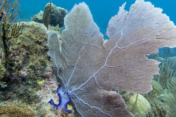 扇子-合适的<strong>珊瑚</strong>向指已提到的人卡约缓慢的礁