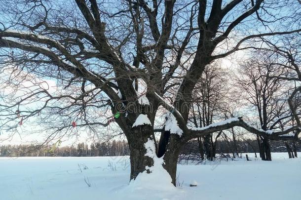 古代的多枝的栎树树采用指已提到的人节日的雪衣服向和绅士