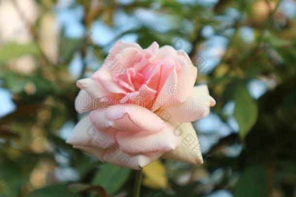 玫瑰盛开的奢侈采用指已提到的人和煦的：照到阳光的一天