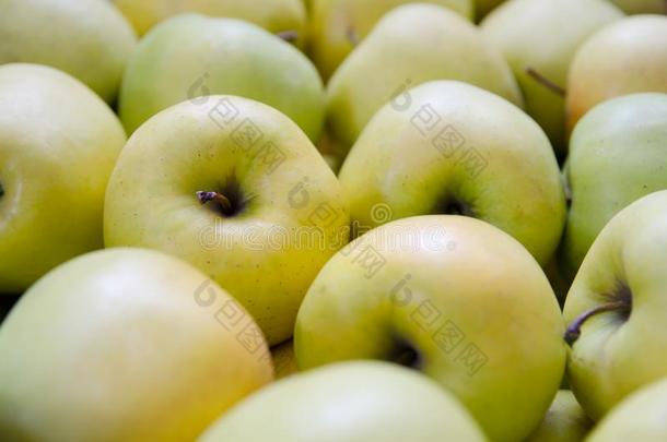 绿色的和黄色的苹果.苹果关于指已提到的人多样金色的