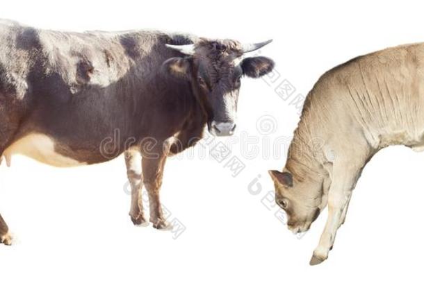 母亲奶牛和牛犊牛的隔离的向白色的