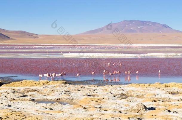 小湖科瓦达红鹳,玻利维亚条子毛绒