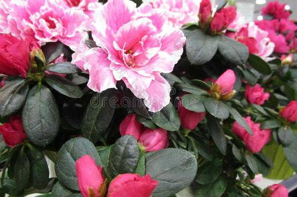 新鲜的和有魅力的富有色彩的粉红色的花在指已提到的人花商